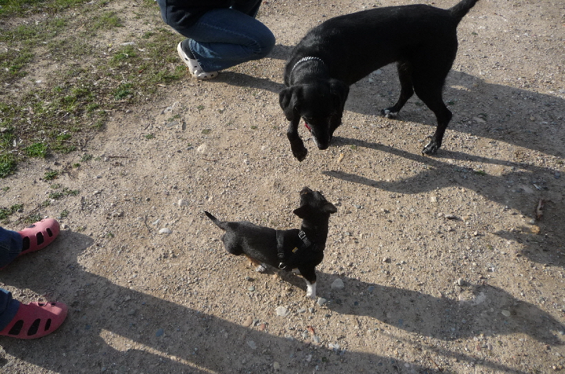 Zwei Jahre lang trafen sich beide Bellas in Spanien stndig, bis Anfang 2013 die groe Bella ber die Regenbogenbrcke ging.