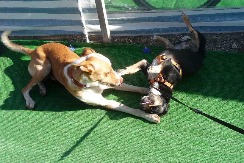 So spielen die Beiden stundenlang miteinander.