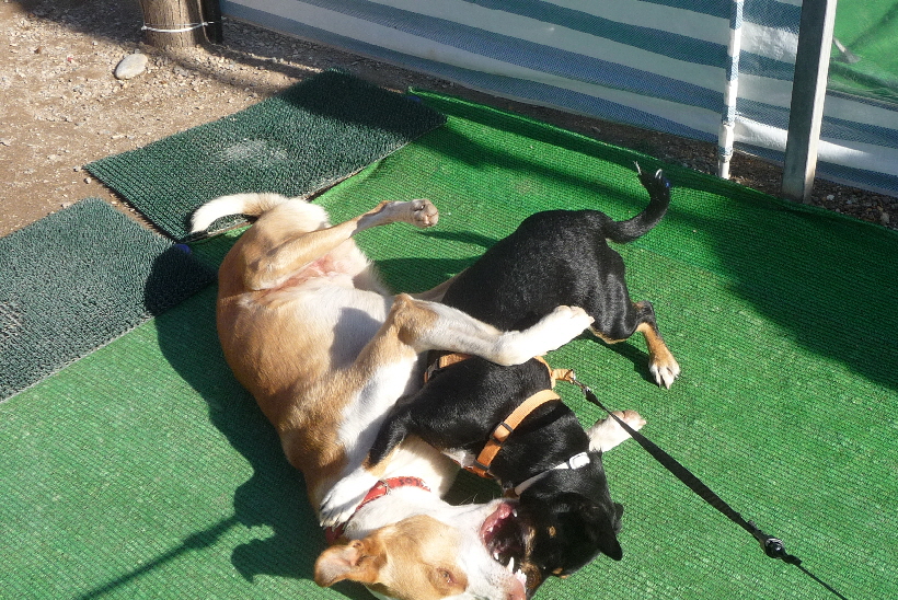 Bella lässt Carlos nicht in Ruhe. Er liebt Bella inzwischen und lässt sich alles von Ihr gefallen.