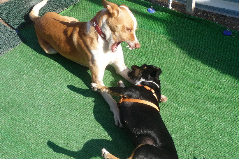 Wenn man diese Zähne von Carlos sieht, müsste man Angst bekommen, aber er ist so ein friedlicher und sanfter Hund.