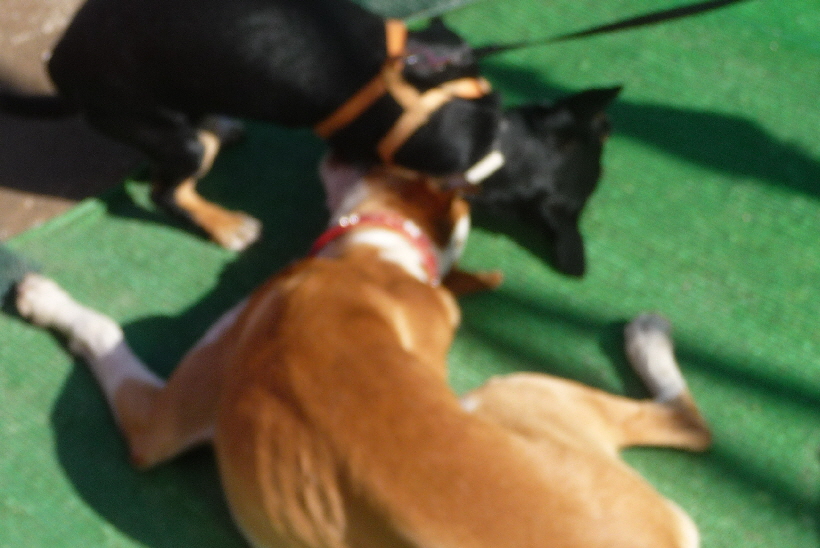 ...aber Bella lsst sich nicht beeindrucken.