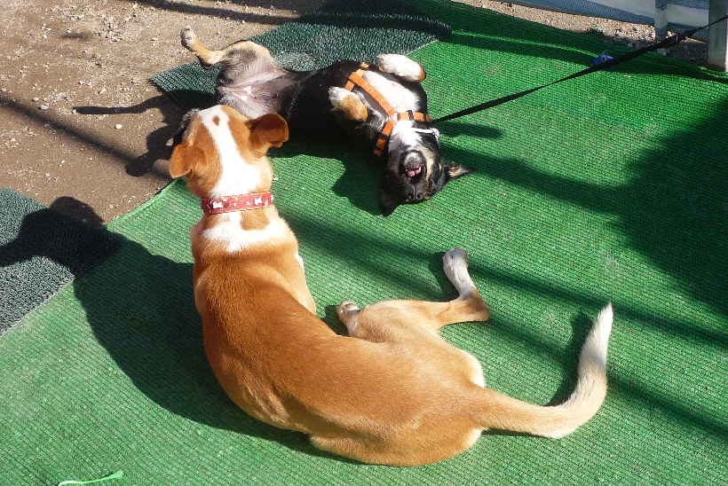 Bella hat keine Angst, immer wieder muss Carlos die Angriffe der kleinen Bella ertragen.