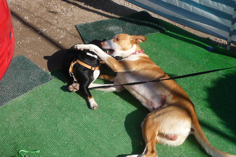 Bella und Carlos mögen sich, und fühlen sich an unserem Reisemobil wohl.