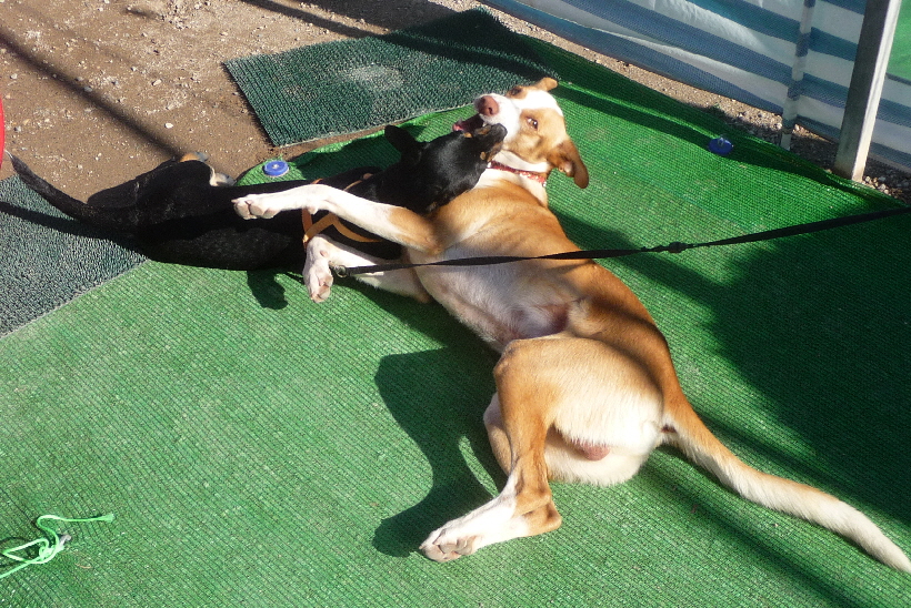 Bella hat keine Angst, immer wieder muss Carlos die Angriffe der kleinen Bella ertragen.