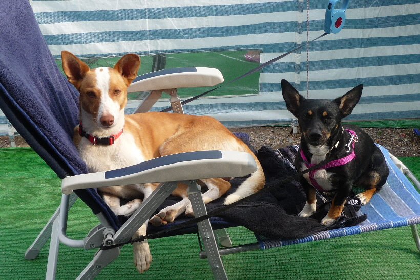 Bella und Carlos, liegen eintrchtig auf Rosemaries Liege...