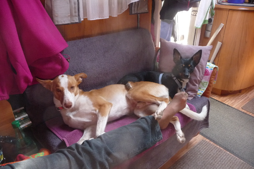 Selten lässt Bella Carlos auf ihre Couch.