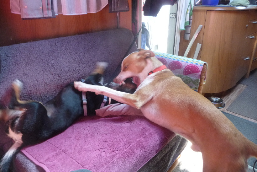 Wenn man diese Zähne von Carlos sieht, kann man Angst bekommen, er setzt sie aber ganz sanft ein.