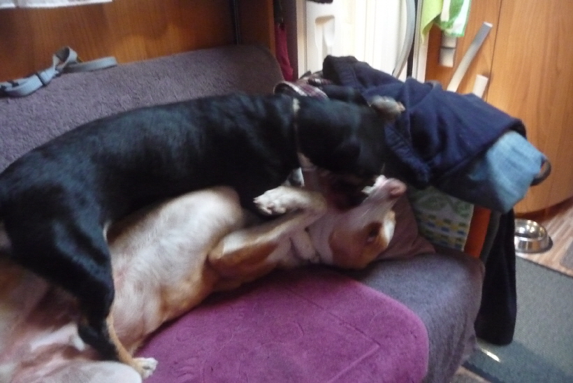 Podenco Carlos schläft inzwischen auch in unserem Reisemobil.