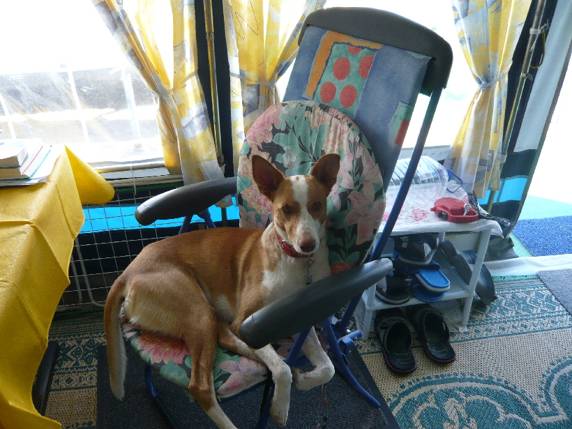 Carlos wäre jetzt aber lieber bei mir und Bella.