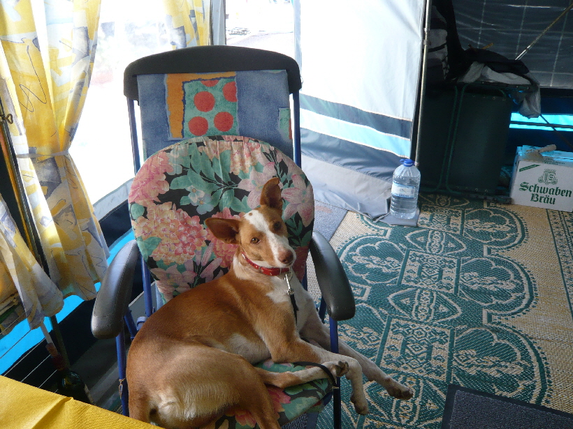 Carlos ist für jede Zuneigung sehr dankbar.