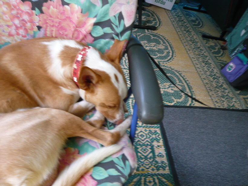 Carlos schläft, träumt er vielleicht von Bella und mir?