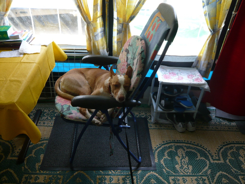 So lag Carlos auch bei uns anfangs immer im Campingstuhl.