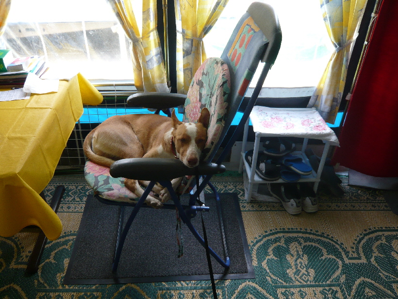 Carlos scheint es in Ritas Vorzelt gut zu gehen.