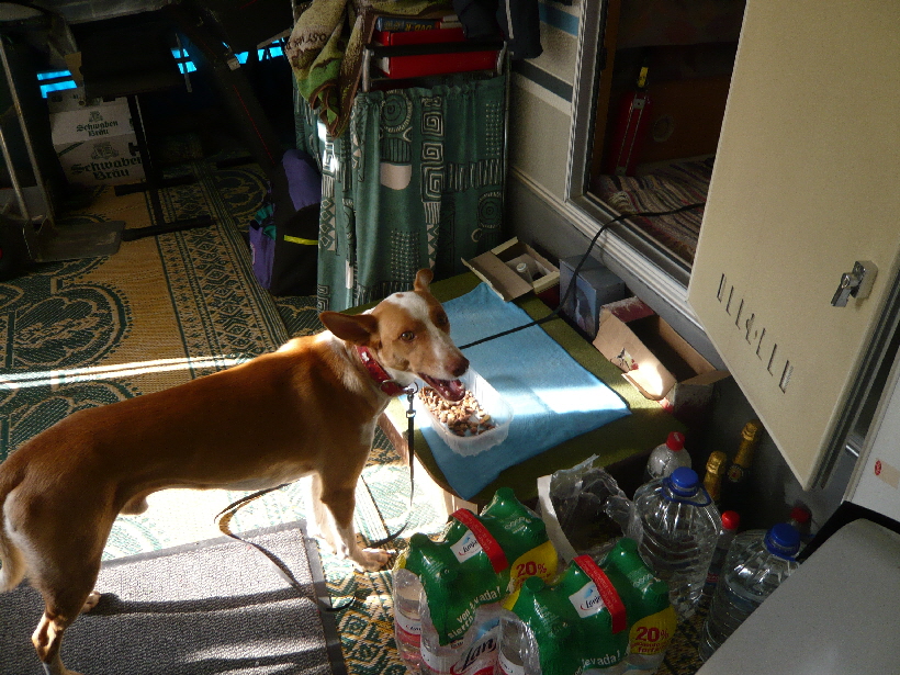 Carlos ist als freilaufender Hund gewohnt, immer zu fressen, wenn es etwas gibt.