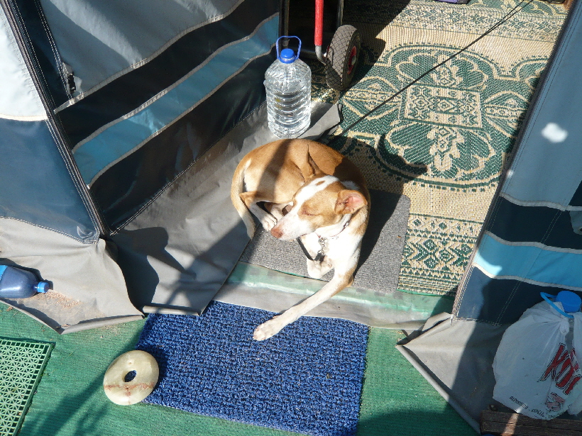 Carlos sonnt sich, würde aber lieber mit Bella spielen.