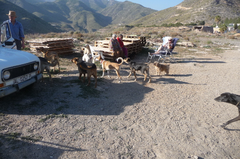 Bei Barbara Giel und den vielen Hunden, Carlos ist schon mitten drin.