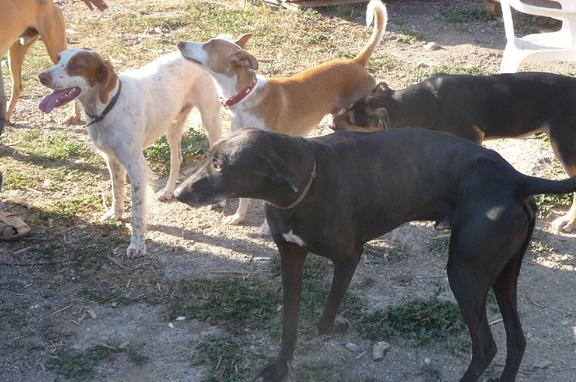 Carlos fühlt sich bei den Hunden sehr wohl, Mich freut das, denn das wird nun sein neues Zuhause.