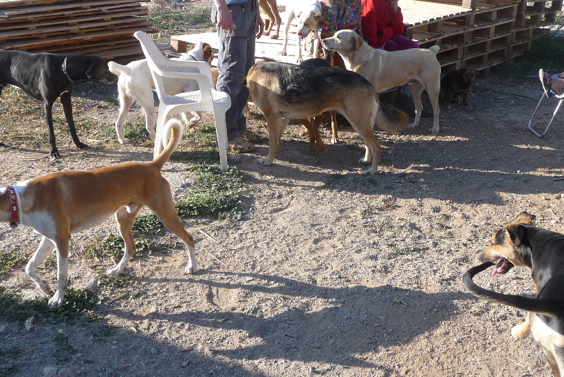 Carlos bei Barbara Giel und den vielen Hunden. die Hündin Flipper mochte er besonders.