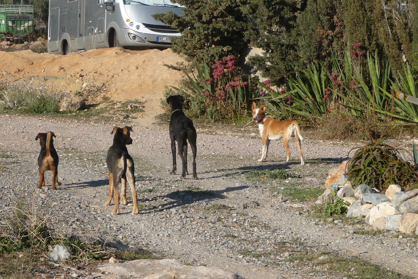 Wenn es etwas interessantes zu sehen gibt, Carlos ist immer dabei.