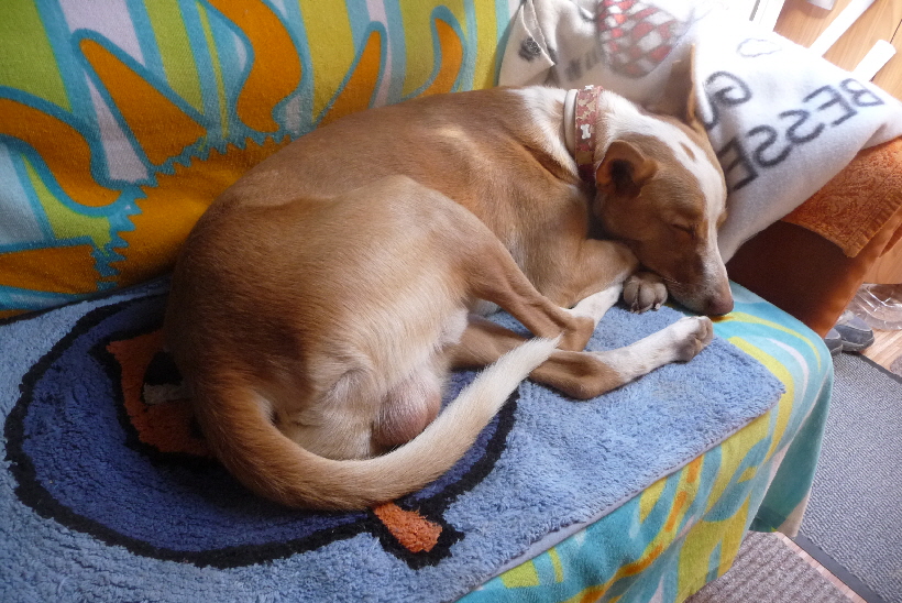 Der letzte Tag, den Carlos in unserem Wohnmobil verbringen darf, das macht mich sehr traurig.