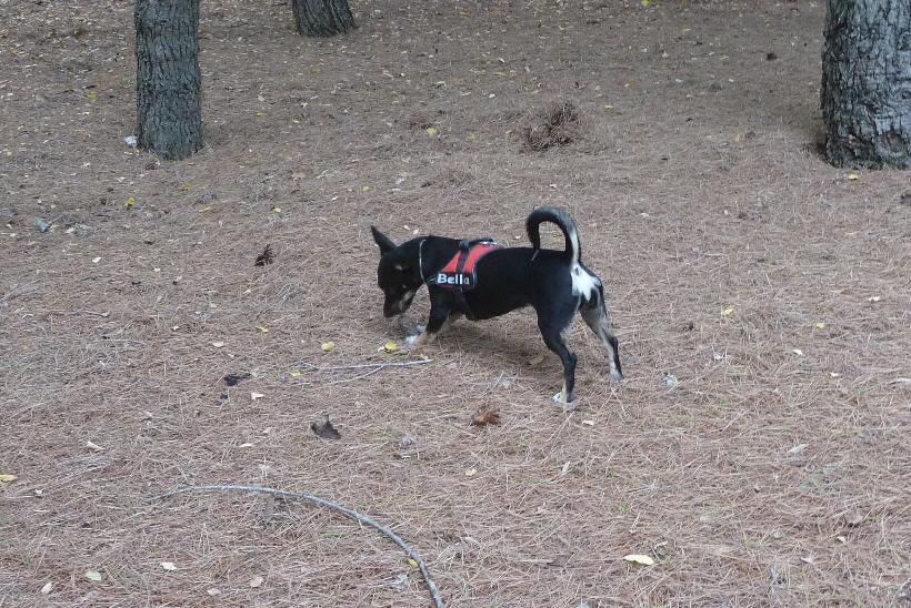 ...in diesem Pinienwldchen, in der Nhe von Pamplone in Nordspanien, gefllt es Bella,...
