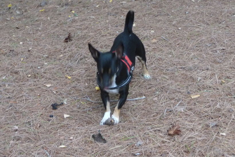 ...der Waldboden ist so schn weich, darauf kann man wunderbar spielen.