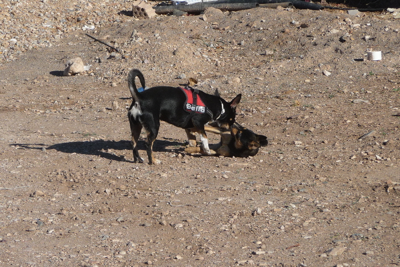 ...die Beiden knnten stundenlang spielen...