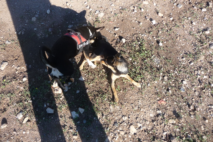 Bella hat noch keine Lust, mit uns mitzukommen.