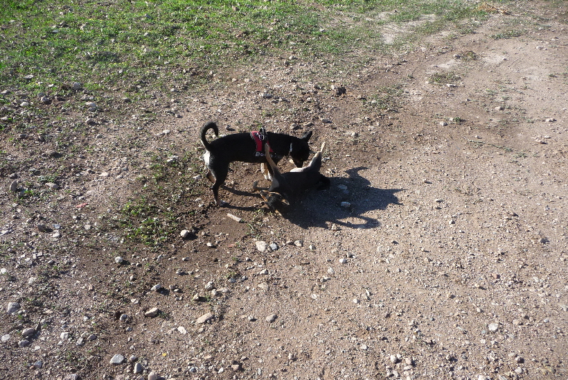 ...wenn die Kleine mitkommen wrde, Bella wrde es gefallen.