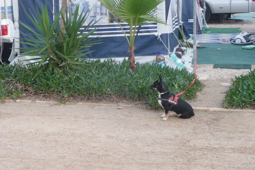 Frauchen ist weggegangen...