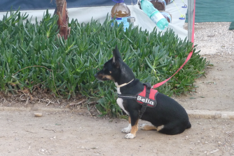 ...Bella wartet immer geduldig neben der Parzelle, auf Frauchens Rckkehr.
