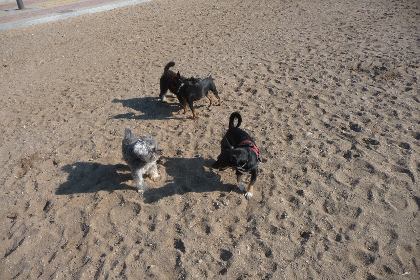 Mit Marie und 2 spanischen Hunden lsst sich toll am Strand spielen.