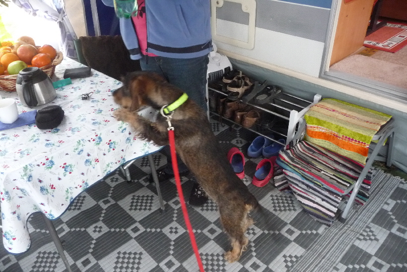 Mitte Dezember 2012: Diesen Hund (Paul) habe ich vor ein paar Minuten mit zu uns gebracht.