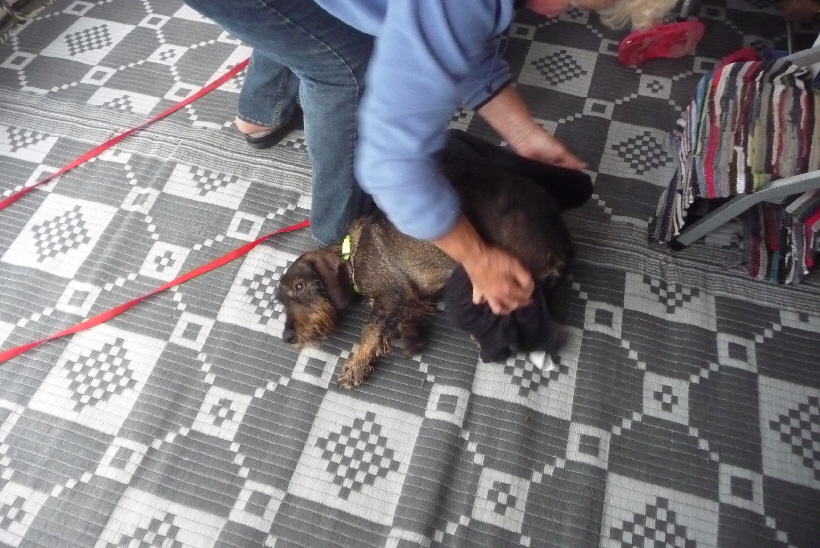 Rosemarie versucht, den Schmutz etwas aus Pauls verfilztem Fell zu reiben.