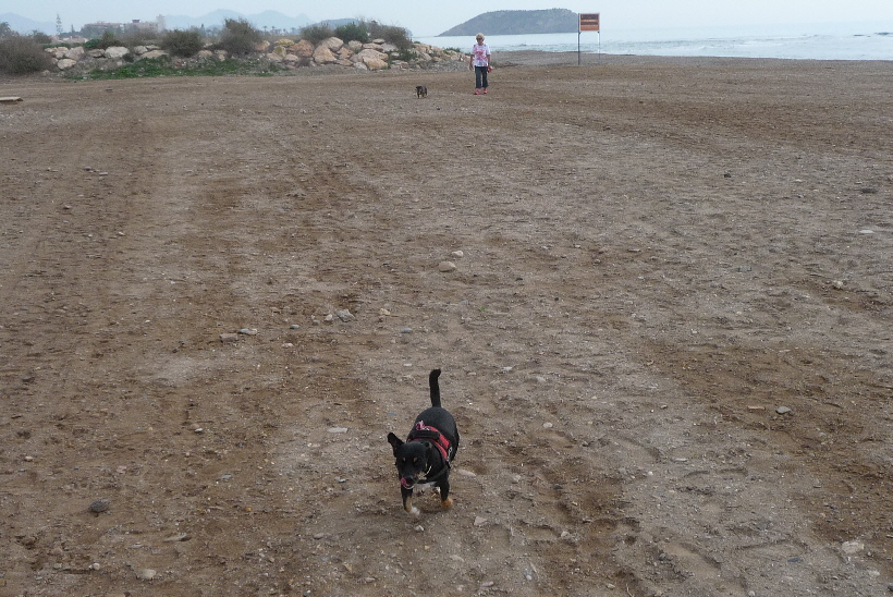 Frauchen luft mit dem neuen Hund Paul voraus.