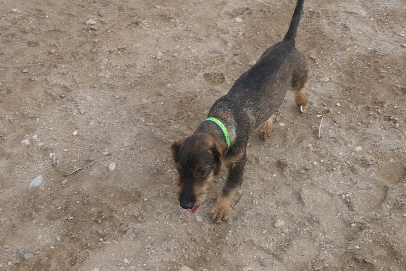 Paul am Strand, er ist jetzt 4 Tage bei uns und sieht inzwischen schon etwas gepflegter aus..