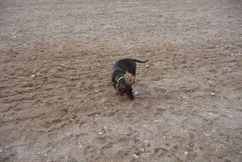 Paul am Strand, ich habe keine Angst, dass er von uns weglaufen würde.