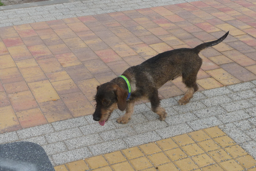 Paul auf dem neuen Paseo.