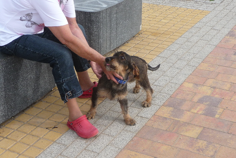 Paul auf dem Paseo, von Frauchen lässt er sich alles gefallen.