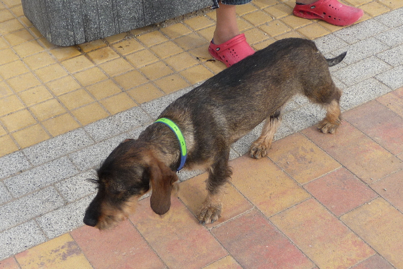 Paul auf dem Paseo, immer in Frauchens Nähe.