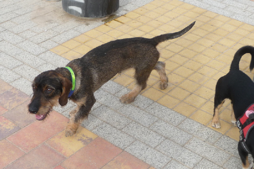 Paul auf dem Paseo, Bella hält meistens etwas Abstand zu ihm.