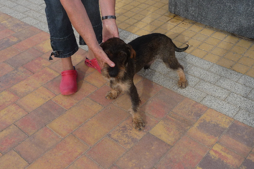 Paul würde sich von mir nicht das gefallen lassen, was Frauchen mit ihm macht.