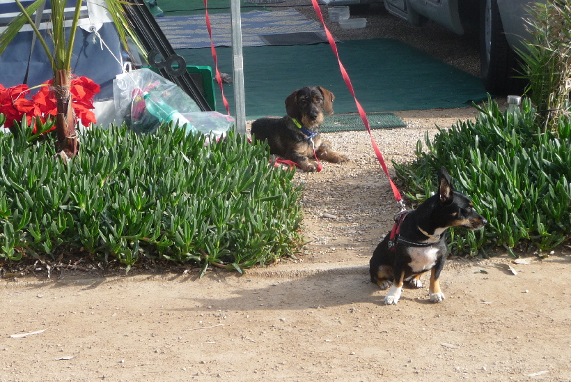 So wartet Bella immer wenn einer von uns weg ist. Noch wartet Paul im Hintergrund, später macht er es so wie Bella.