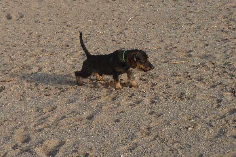 Paul sieht in der Ferne eine Möve.