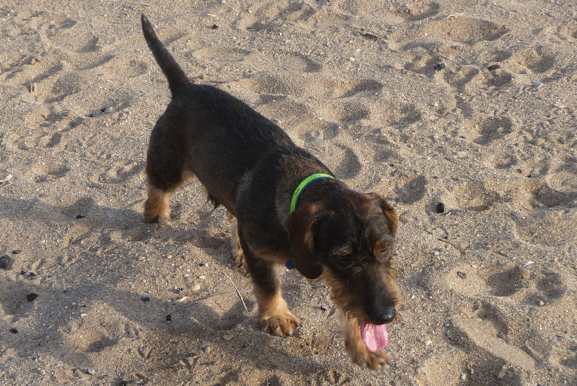 Paul kommt nach der Jagt auf Möwen völlig k.o. zurück.