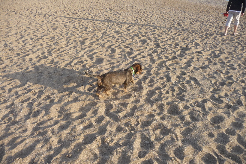 Paul läuft seinem neuen Frauchen treu hinterher.
