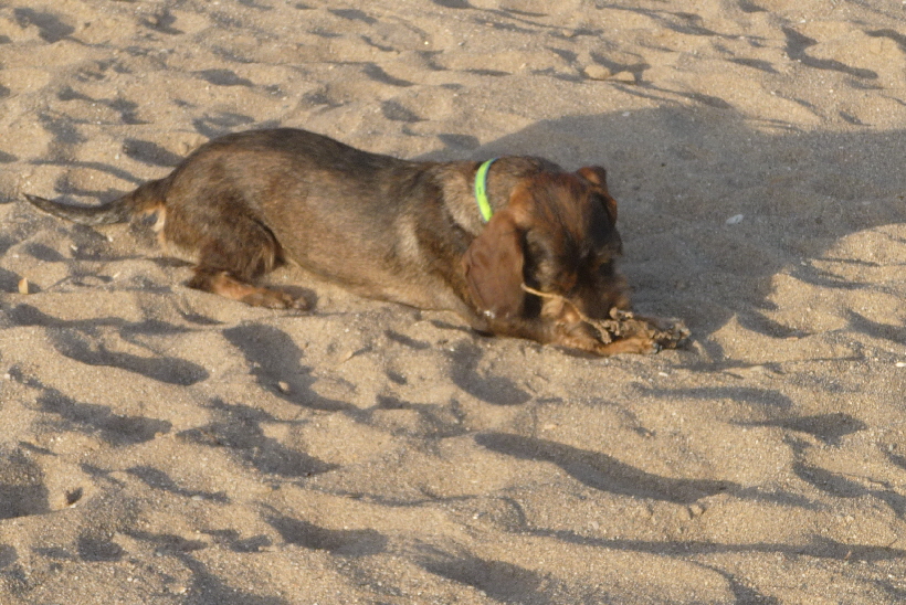 Paul untersuchtt eine abgestorbene Alge am Strand.