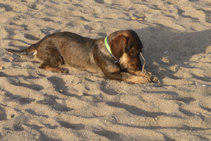 Paul beschäftigt sich lange mit dieser Alge.