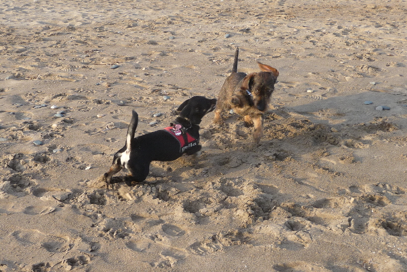 Mit dem neuen Hund Paul kann man auch am Strand...