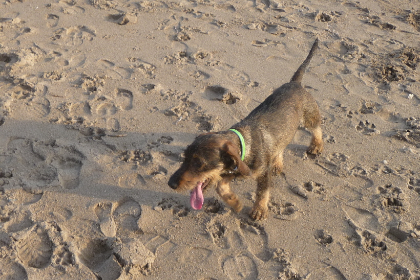 Paul ist von der Möwenjagt mal wieder ziemlich abgekämpft.